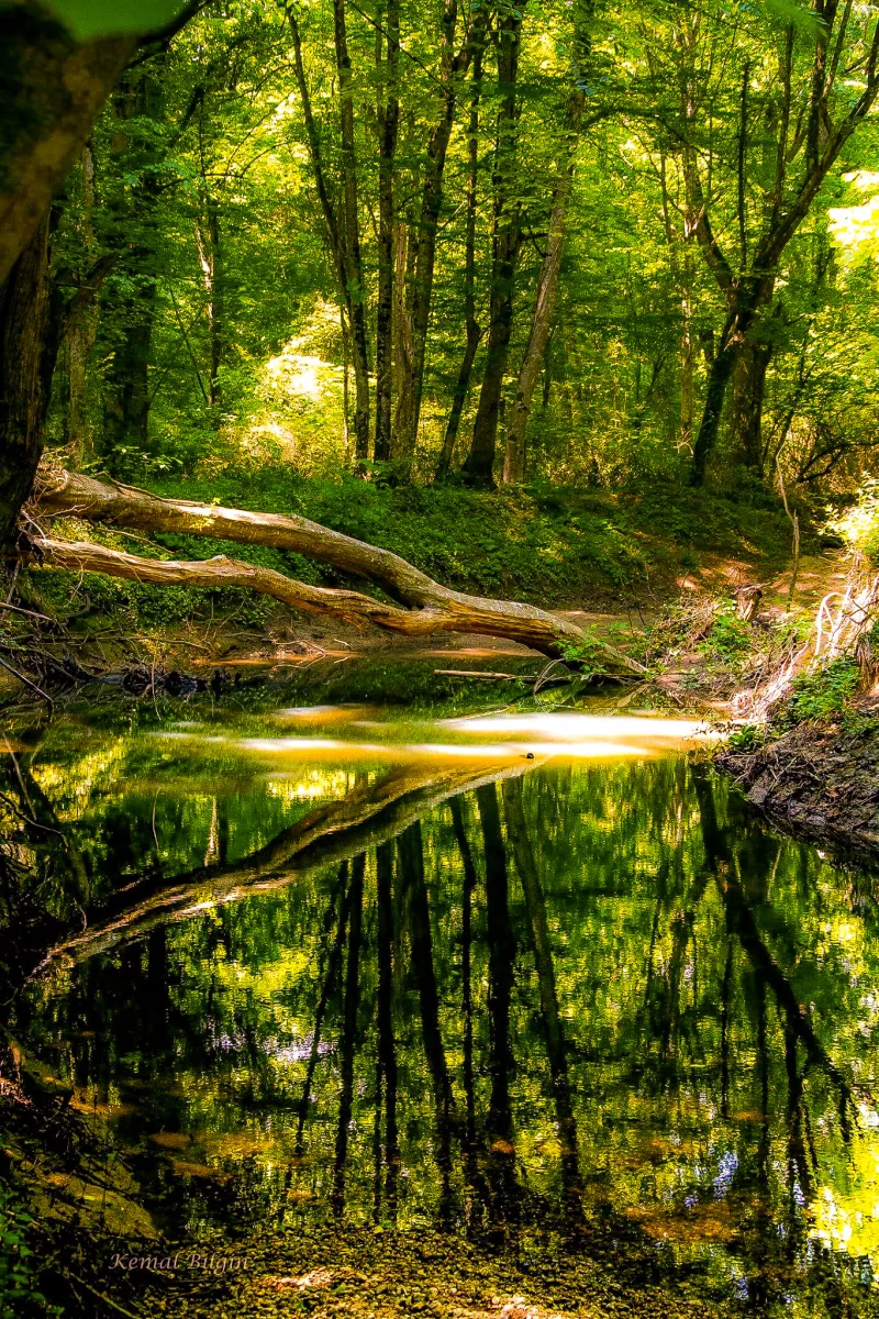 Die Auwälder von Igneada: der Longos-Wald und die Seen von Kırklareli