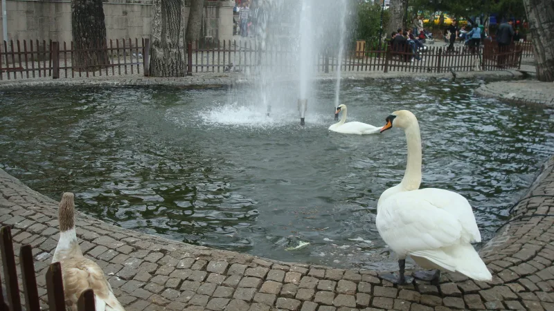 Parque Kuğulu — cisnes no centro de Ancara